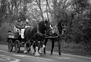5th Apr 2021 - Horse and Cart