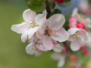6th May 2021 - Old apple tree blossom