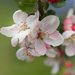 Old apple tree blossom by jon_lip