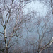 Birch tree by helstor365