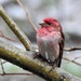 Purple Finches, Singing In The Rain