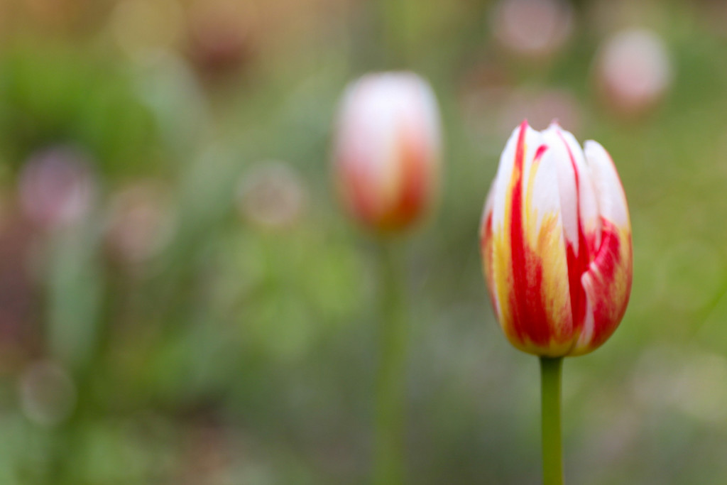 Tulip by phil_sandford