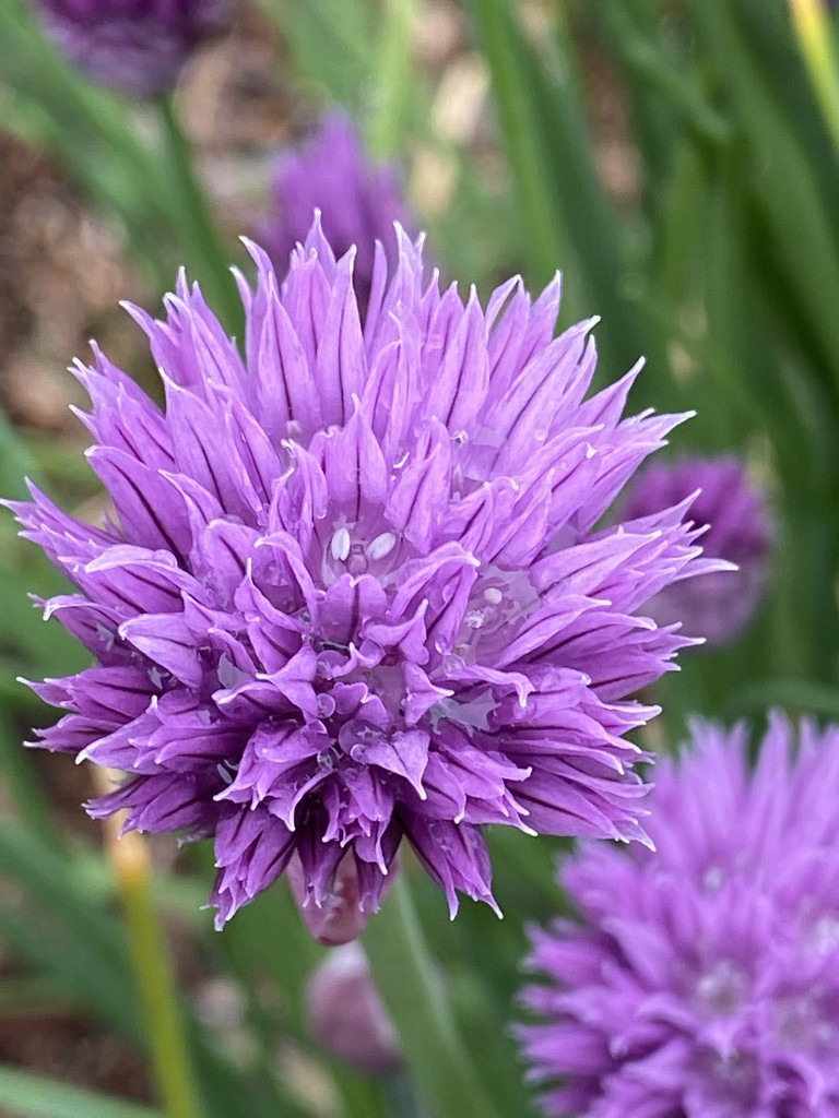 Chive Flower by clay88