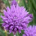 Chive Flower by clay88