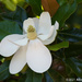 Southern Magnolia by falcon11