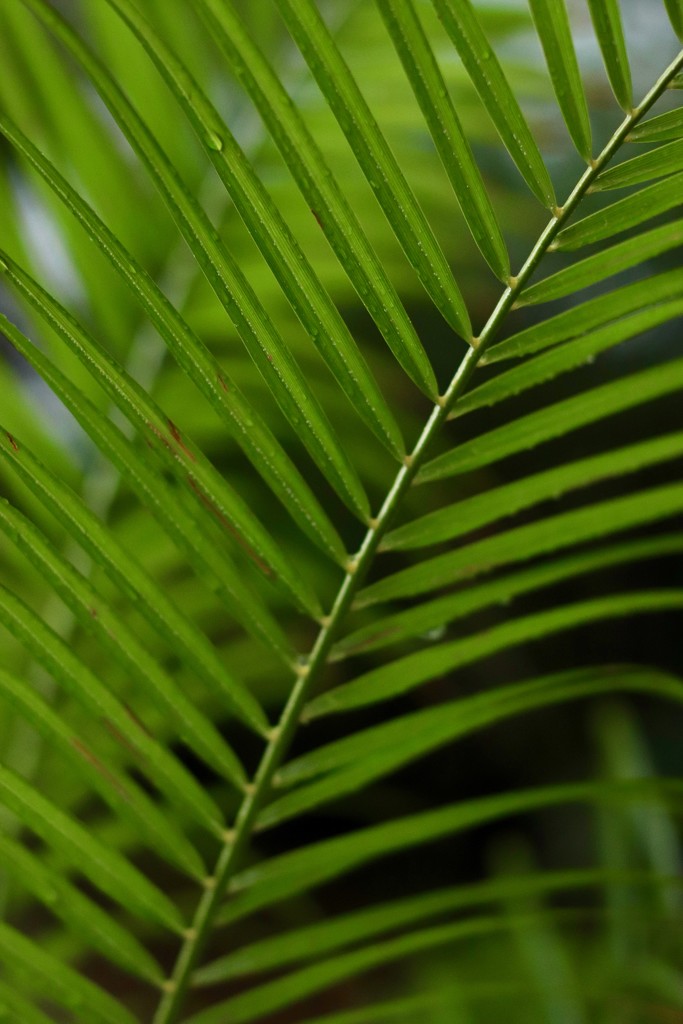 Raindrops on palm leaves by lisasavill