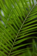 21st Apr 2021 - Raindrops on palm leaves