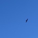 Red Kite by cataylor41