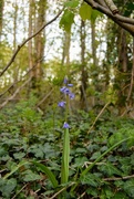 3rd May 2021 - Bluebells