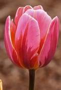 30th Apr 2021 - A Single Tulip