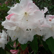 5th May 2021 - Rhododendron