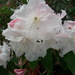 Rhododendron by carleenparker