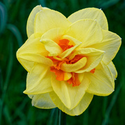 5th May 2021 - 0505 - Daffodil