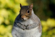 3rd May 2021 - A BELLY FULL OF NUTS