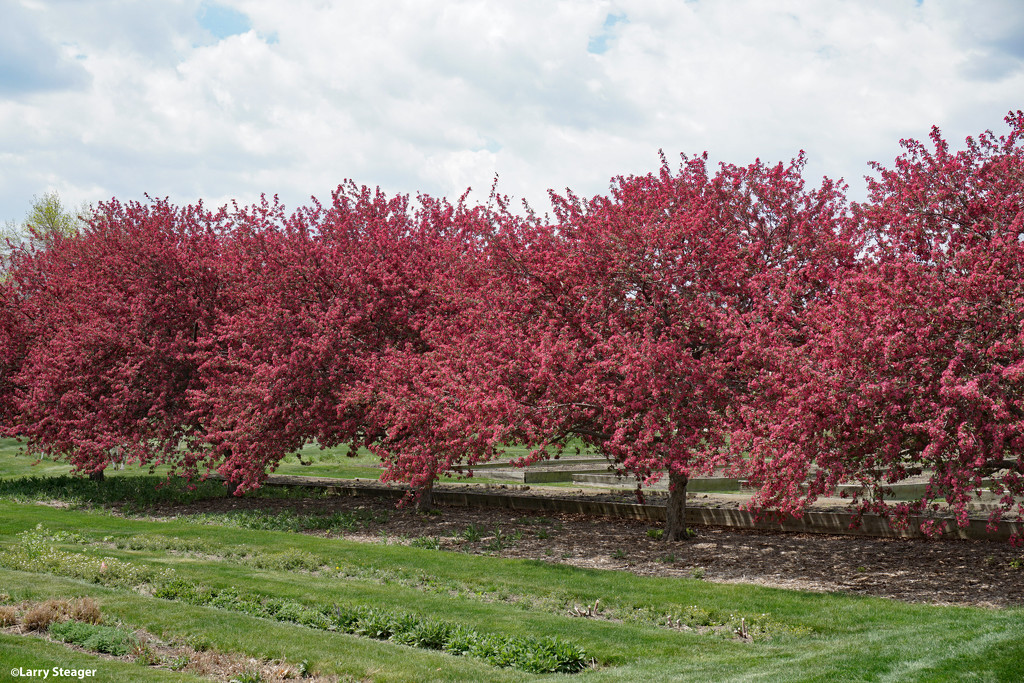Redbud trees by larrysphotos