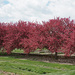 Redbud trees by larrysphotos