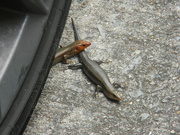 5th May 2021 - Two Lizards by Tire 
