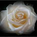 white rose by gijsje