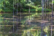 6th May 2021 - Reflections In A Pond ~      
