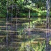 Reflections In A Pond ~       by happysnaps