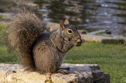 5th May 2021 - Kariya Park Squirrel