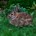 Little Bunny Foo Foo by gardencat
