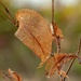 Golden leaf by gosia