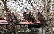 4th May 2021 - Turkey Vultures