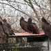 Turkey Vultures by frantackaberry