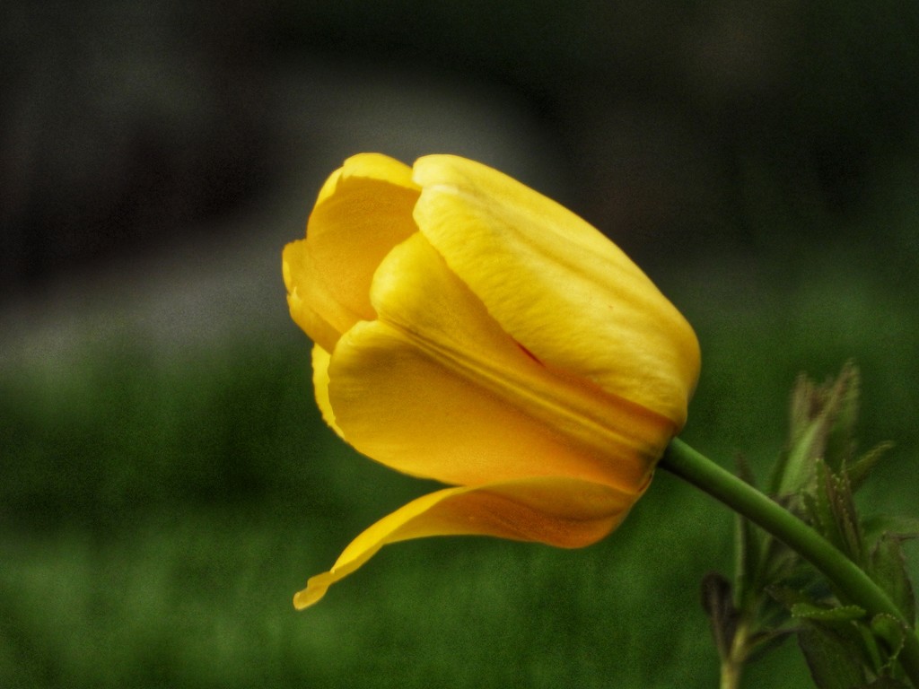 yellow tulip by amyk