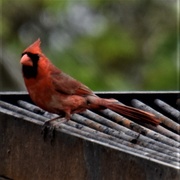 2nd May 2021 - Cardinal on the Grill