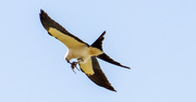 5th May 2021 - Swallowtail Kite With Lunch Or a Passenger!