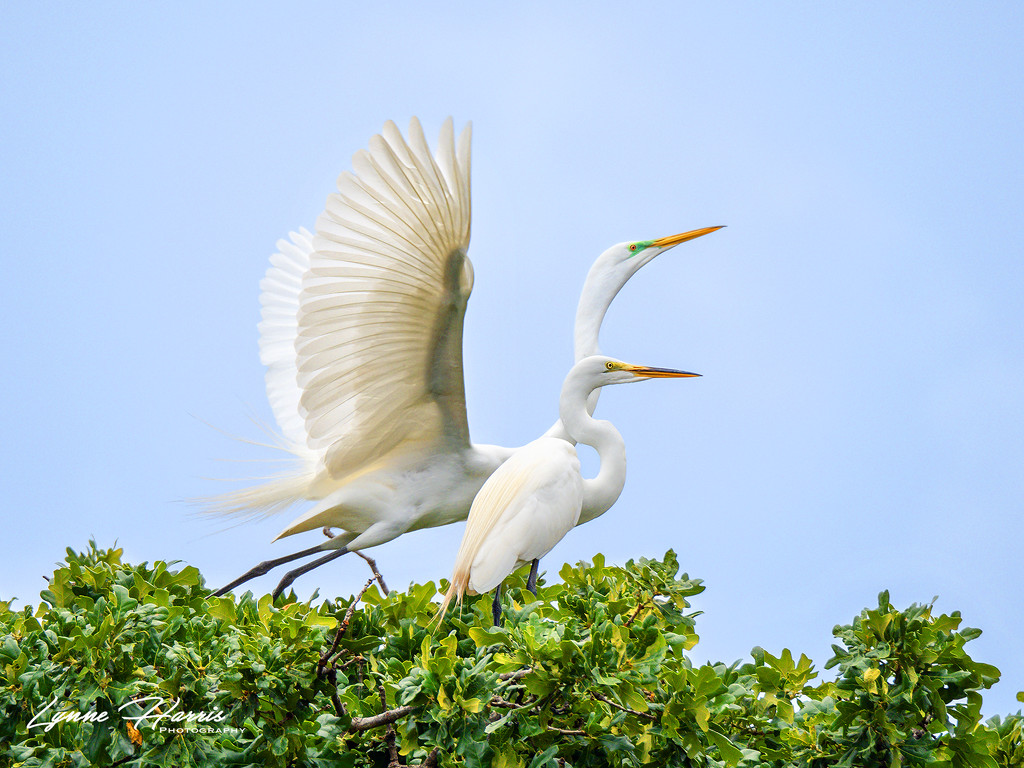 Two Egrets by lynne5477