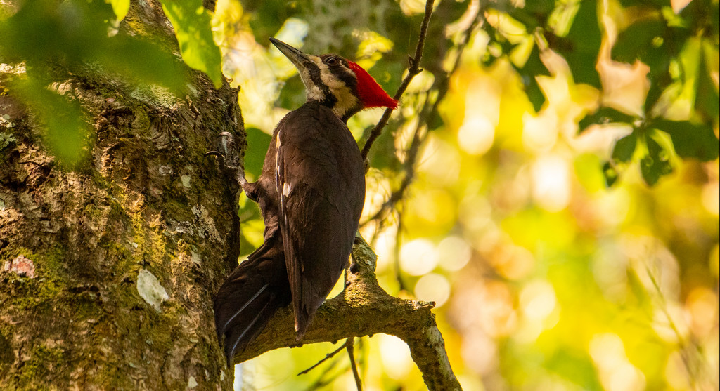 Pileated Woodpecker Going up the Tree! by rickster549
