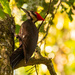Pileated Woodpecker Going up the Tree! by rickster549