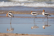 5th May 2021 - American Avocets in Mating Colors