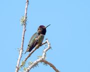 5th May 2021 - Anna's Hummer- He was dive bombing us