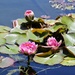 Water Lilies  by markandlinda
