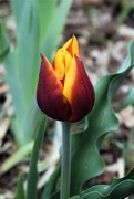 5th May 2021 - Surprise Tulip