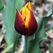 Surprise Tulip by sandlily