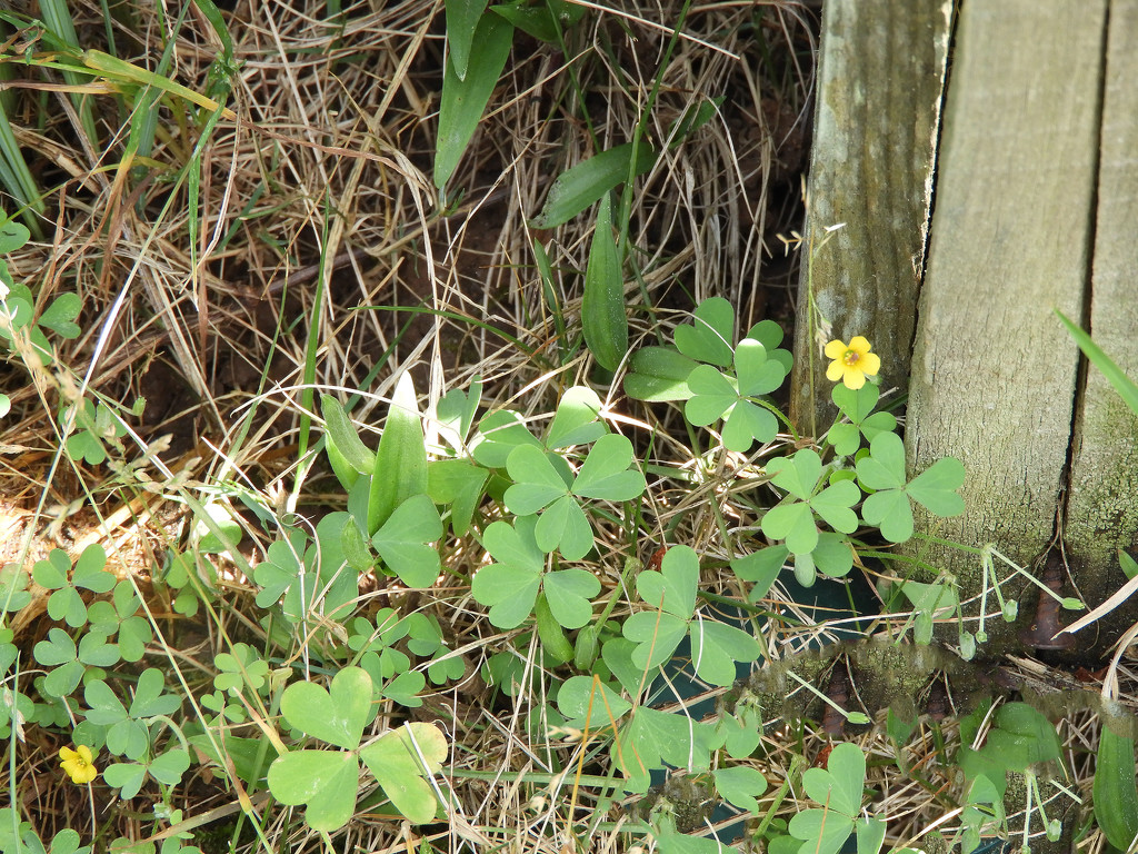 Sweet clover by homeschoolmom