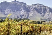 6th May 2021 - Blaauwklippen vineyards with Stellenboschberg as a backdrop.