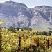 Blaauwklippen vineyards with Stellenboschberg as a backdrop. by ludwigsdiana
