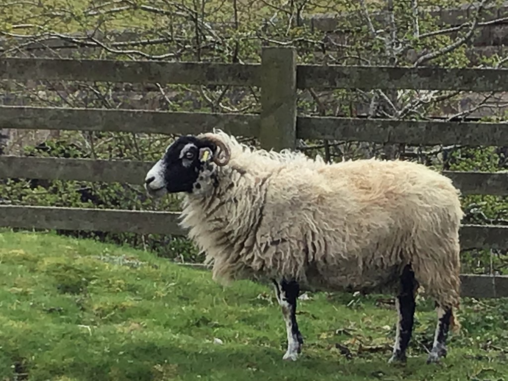 Sheep by jab