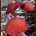 Red fungus in the neighbours garden