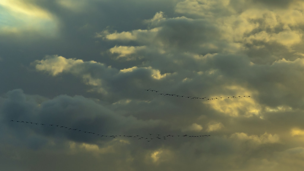A Lot of Geese by nickspicsnz
