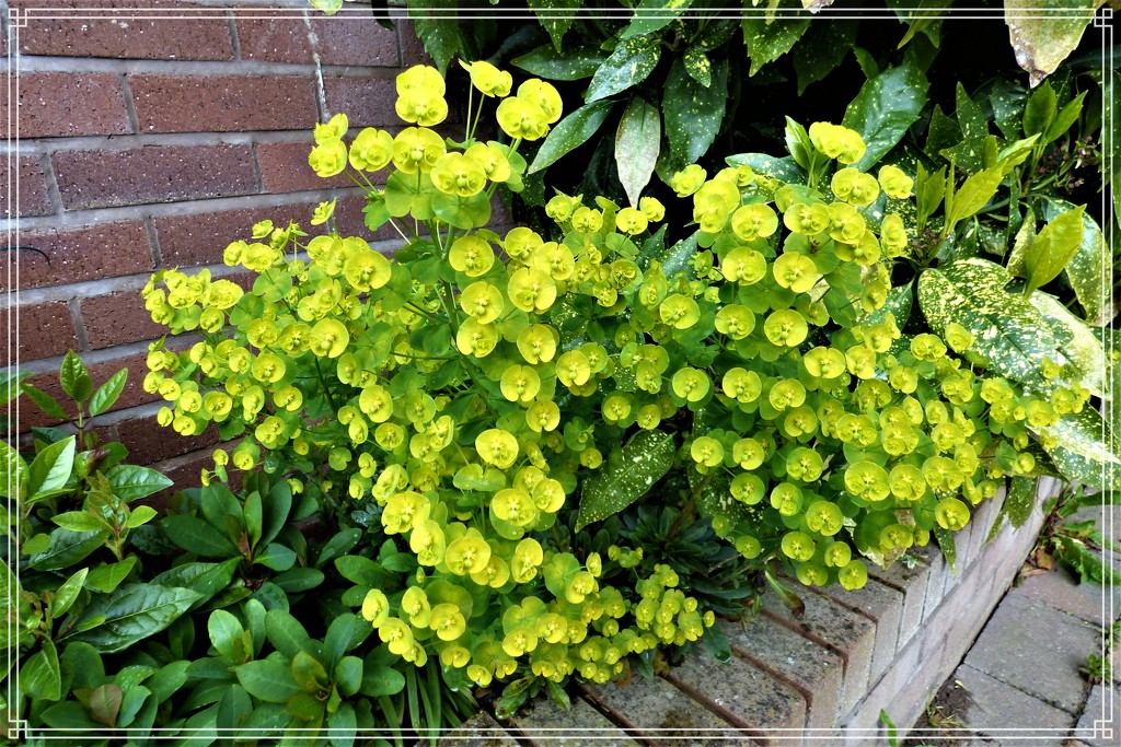 Euphorbia Robbiae by beryl