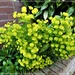 Euphorbia Robbiae by beryl