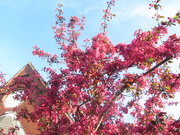 6th May 2021 - Church Garden deep pink Blossom.