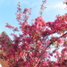 Church Garden deep pink Blossom. by grace55